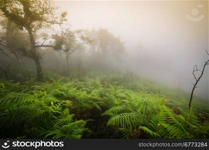 Morning mist in rainforest
