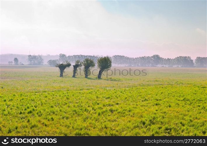 Morning Mist on the Fields in the Piedmont, Italy