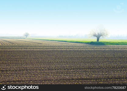 Morning Mist on the Fields in the Piedmont, Italy