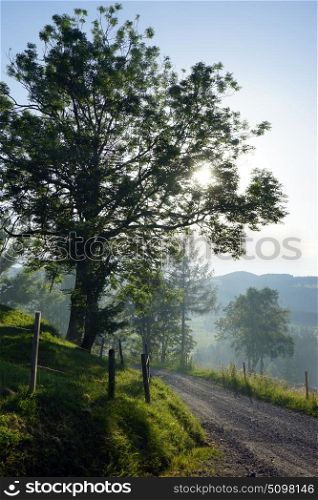 Morning mist on the road and tree in Switzerland