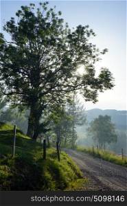 Morning mist on the road and tree in Switzerland