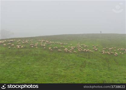Morning Mist on the Sheep Pasture in Italy