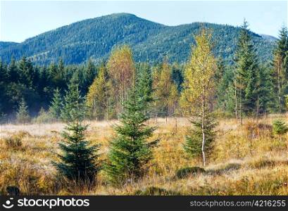 Morning misty autumn mountain landscape with birch and fir trees.