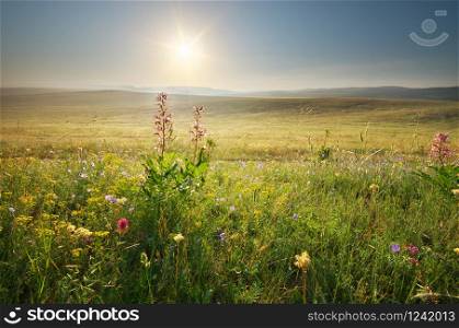 Morning nature meadow landscape. Spring flowers. Calm scene.
