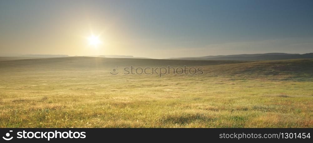 Morning nature meadow landscape. Spring flowers. Calm scene.