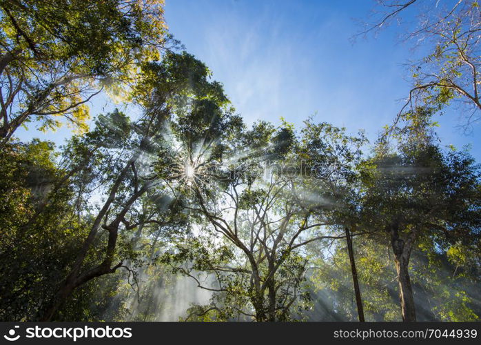 morning of tropical forest, Khao Yai National Park, Thailand