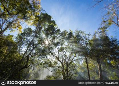 morning of tropical forest, Khao Yai National Park, Thailand