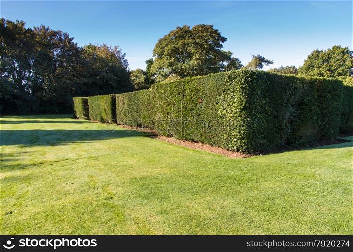 Morning on well-kept English Lawn and hedge.
