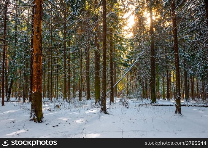 Morning shot of frosty spruce forest
