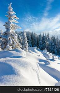 Morning snowy winter calm mountain landscape with beautiful freezed fir trees on slope (Carpathian Mountains, Ukraine)