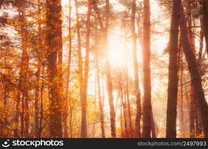 Morning sun shining through trees and golden foliage in autumn forest