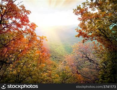 Morning sunbeams in beautiful autumn mountain forest