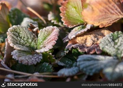 Morning sunlight illuminates frost covered strawberry leaves in a winter vegetable garden.. Frosted Strawberry Leaves