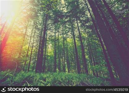 Morning sunlight in a green forest in the spring