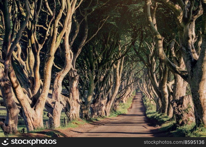 Morning sunlight in beech alley The Dark Hedges in County Antrim in rainy day, which are the most photographed spot in Northern Ireland, UK. Morning sunlight in beech alley The Dark Hedges, County Antrim in Northern Ireland, UK