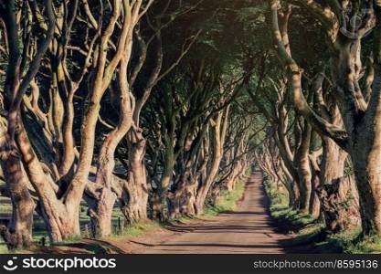 Morning sunlight in beech alley The Dark Hedges in County Antrim in rainy day, which are the most photographed spot in Northern Ireland, UK. Morning sunlight in beech alley The Dark Hedges, County Antrim in Northern Ireland, UK