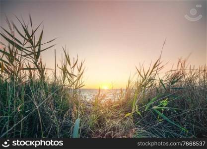 Morning sunrise by the sea with green grass in the sand dunes