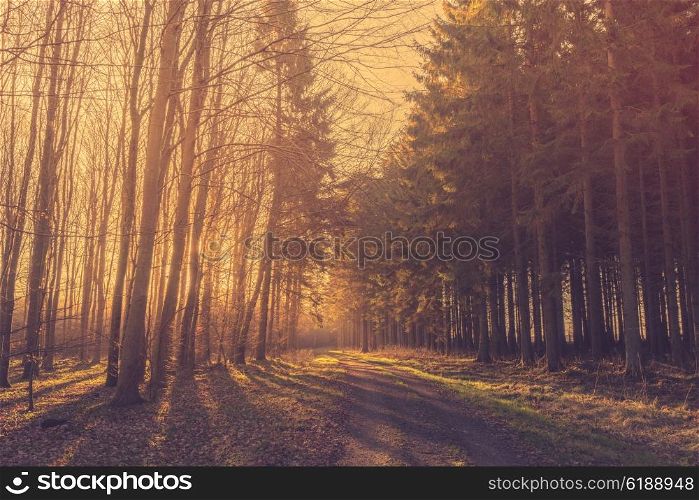 Morning sunrise in a forest with pine trees by the road