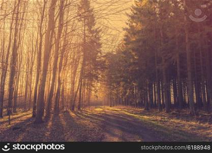 Morning sunrise in a forest with pine trees by the road