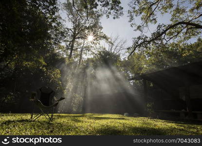 morning sunrise in the tropical forest with tropical big tree