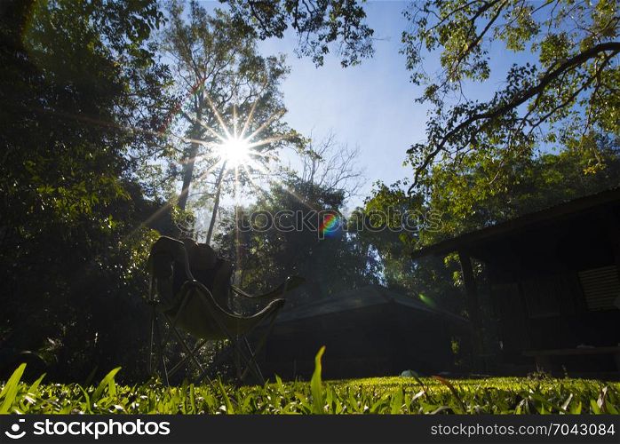 morning sunrise in the tropical forest with tropical big tree