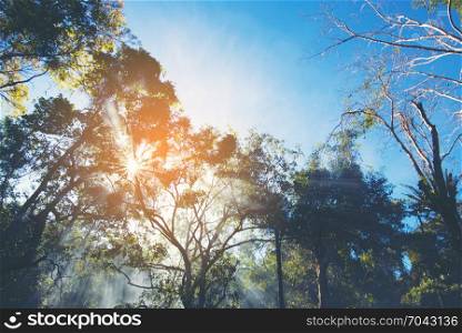 morning sunrise in the tropical forest with tropical big tree