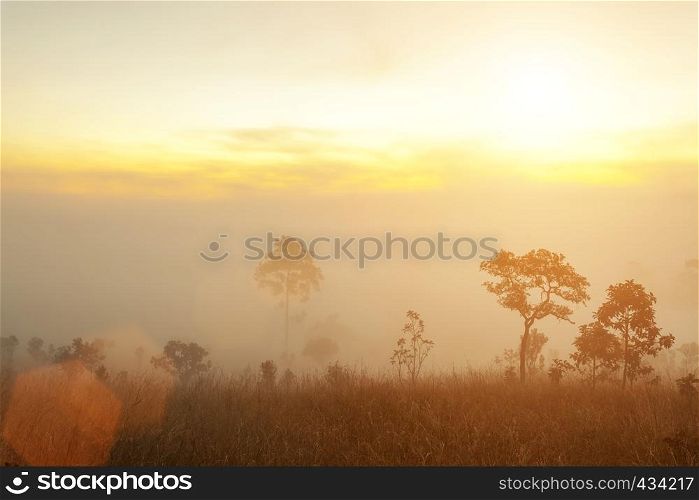 Morning sunrise on mountain with trees and fog. Fresh nature and travel background.