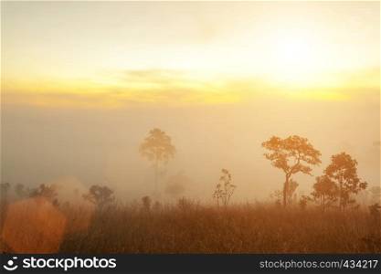 Morning sunrise on mountain with trees and fog. Fresh nature and travel background.