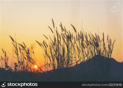 morning sunrise with flower and grass in sunlight