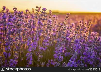 Morning view at a bunch of scented flowers in the lavender fields