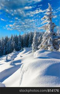 Morning winter calm mountain landscape with beautiful fir trees on slope (Carpathian Mountains, Ukraine)