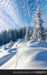 Morning winter calm mountain landscape with beautiful fir trees  on slope  Carpathian Mountains, Ukraine 
