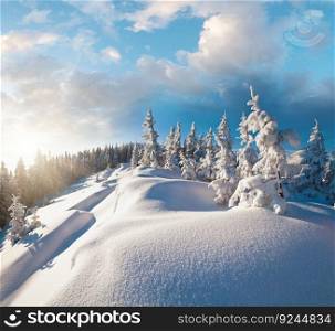 Morning winter calm mountain landscape with beautiful fir trees  on slope (Kukol Mount, Carpathian Mountains, Ukraine)