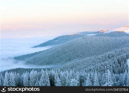 Morning winter calm mountain landscape with fir forest on slope (Carpathian Mountains, Ukraine).