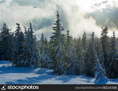 Morning winter fir forest in clouds and sunlight.