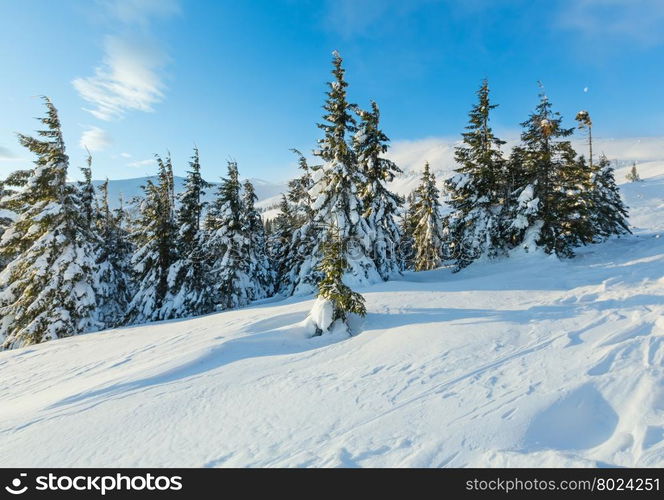 Morning winter mountain landscape with clouds and fir trees on slope (Carpathian).