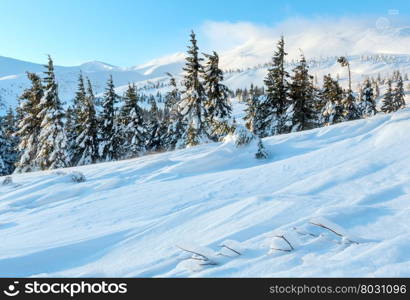 Morning winter mountain landscape with clouds and fir trees on slope(Carpathian).