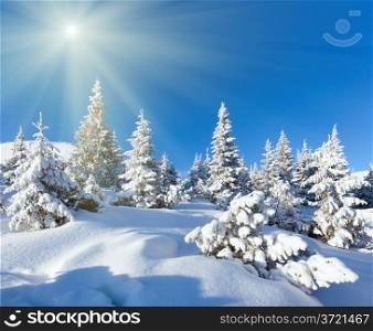 Morning winter mountain landscape with fir trees on slope and sunshine.