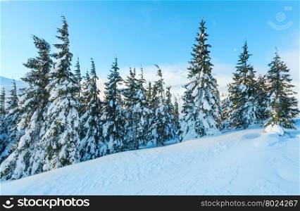 Morning winter mountain landscape with fir trees on slope (Carpathian).