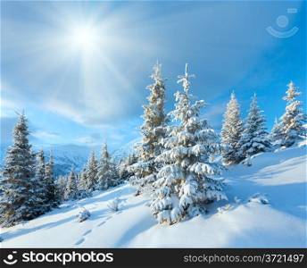 Morning winter mountain landscape with snow covered fir trees in front and sunshine.