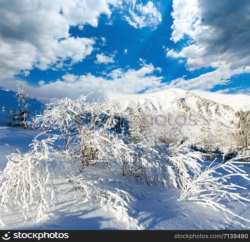 Morning winter mountain landscape with snowy bush in front.