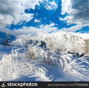 Morning winter mountain landscape with snowy bush in front.