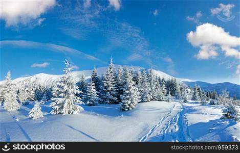 Morning winter mountain panorama with fir trees on slope.