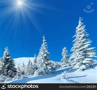 Morning winter mountain sunshiny landscape with fir trees on slope.