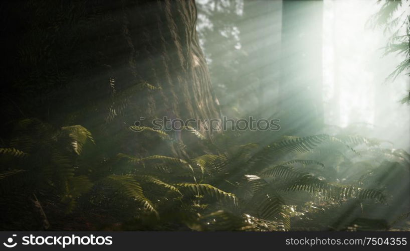 Morning with Fog in Sequoia National Park