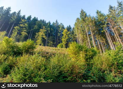 Morning with sun beams in the green forest