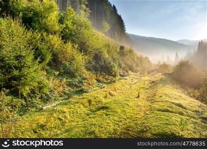 Morning with sun beams in the green forest