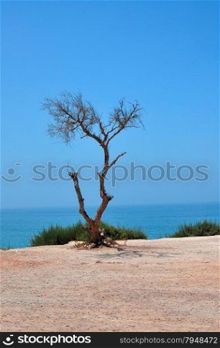 morocco taghazout dead tree near the atlantic beach