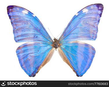 Morpho adonis ice blue butterfly isolated on white background. morpho adonis blue butterfly