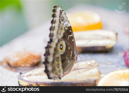 morpho butterfly, morpho peleides eating nectar